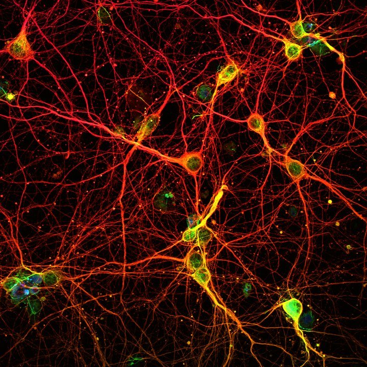 Neuronen in der Großhirnrinde der Maus.