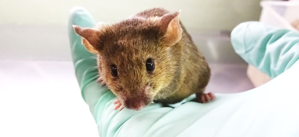 Wer macht in Deutschland Tierversuche?