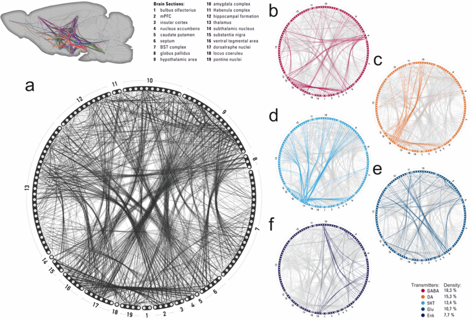 Neurochemisches Konnektom des Rattengehirns. Die Linien repräsentieren die Verknüpfungen zwischen Nervenzellen, die den gleichen Botenstoff zur Signalweiterleitung ausschütten (GABA: Gamma-Aminobuttersäure; DA: Dopamin; 5HT: Serotonin; Glu: Glutamat; Enk: Enkephalin).