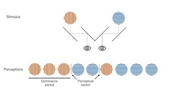 Bei der binokularen Rivalität handelt es sich um Wahrnehmungsphänomen, für dessen Erzeugung beiden Augen ein anderes Bild präsentiert wird. Dabei wird trotz konstanter visueller Stimulation jeweils abwechselnd und für eine bestimmte Zeit entweder der Reiz des linken oder des rechten Auges bewusst wahrgenommen (in diesem Fall rote oder blaue Gittermuster). Bei der binokularen Rivalität handelt es sich um Wahrnehmungsphänomen, für dessen Erzeugung beiden Augen ein anderes Bild präsentiert wird. Dabei wird trotz konstanter visueller Stimulation jeweils abwechselnd und für eine bestimmte Zeit entweder der Reiz des linken oder des rechten Auges bewusst wahrgenommen (in diesem Fall rote oder blaue Gittermuster).