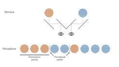 Bei der binokularen Rivalität handelt es sich um Wahrnehmungsphänomen, für dessen Erzeugung beiden Augen ein anderes Bild präsentiert wird. Dabei wird trotz konstanter visueller Stimulation jeweils abwechselnd und für eine bestimmte Zeit entweder der Reiz des linken oder des rechten Auges bewusst wahrgenommen (in diesem Fall rote oder blaue Gittermuster).