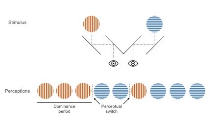Binocular rivalry involves a participant’s two eyes seeing two sufficiently different images; for example, horizontal (left, red) or vertical (right, blue) gratings. A participant’s typical perceptual experience consists of dominance period (when either the left or right image is exclusively perceived), and perceptual switches (transition from one percept to the other).