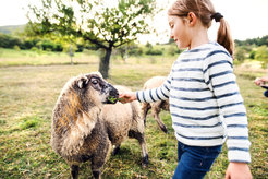 Wenn falsche Vorhersagen verstärkt werden, wird es schwieriger, den Unterschied zwischen einer Ziege und einem Schaf zu verstehen