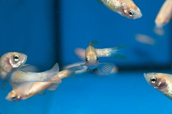 The zebrafish is a typical model organism in biological research. Photograph: Jörg Abendroth The zebrafish is a typical model organism in biological research. Photograph: Jörg Abendroth