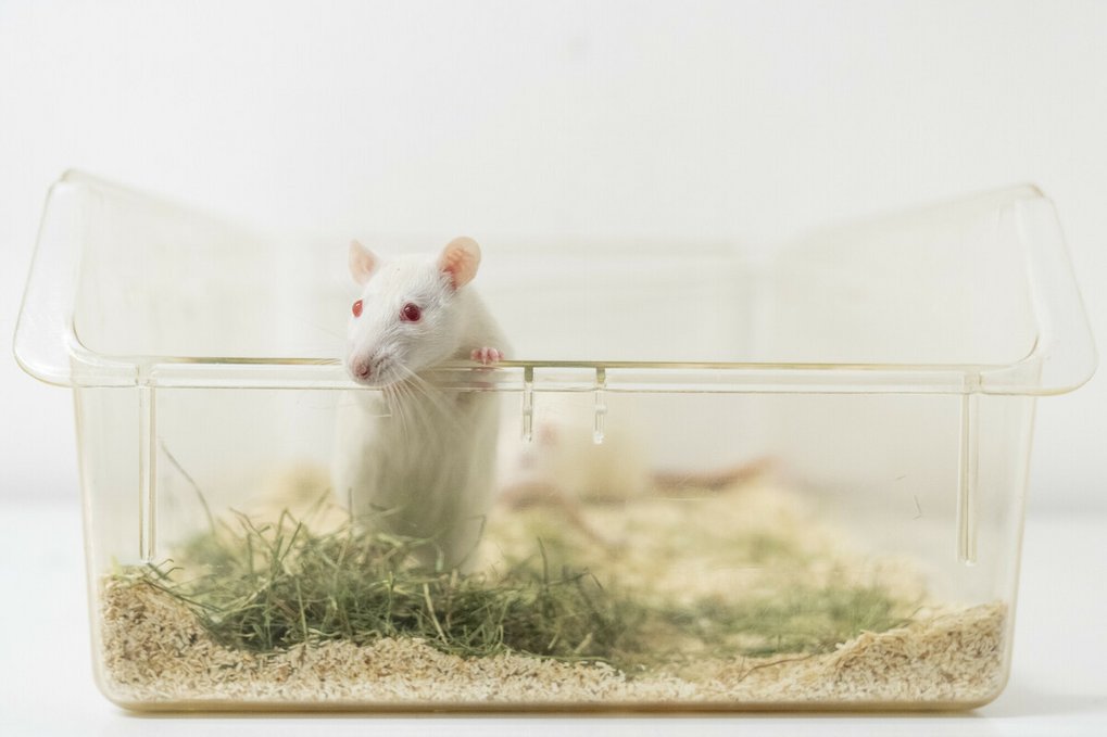 Basic research without animal testing?