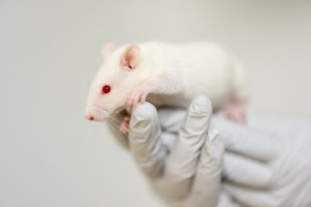 Mäuse sind trotz ihres andersartigen Äußeren dem Menschen biologisch gesehen sehr ähnlich. Eine Maus sitzt Händen in weißen Laborhandschuhen