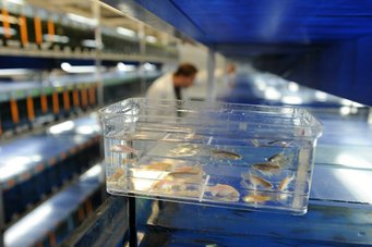Nach Mäusen und Ratten die häufigsten Versuchstiere in deutschen Laboren: Fische. Zebrafische im Aquarium
