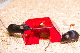 Despite their different appearance, mice are very similar to humans in biological terms. Lab mice