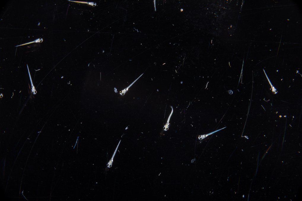 Freischwimmende Zebrafischlarven