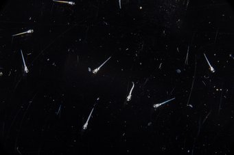 Freely swimming larval zebrafish Larval zebrafish swimming freely