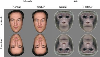 Die Thatcher-Illusion: Es ist schwieriger lokale Veränderungen in einem Gesicht wahrzunehmen wenn dieses auf dem Kopf steht. Hier werden zwei Gesichter eines Individuums gezeigt. Ein Bild ist normal, das andere ist ein deutlich grotesker Anblick bei aufrechter Präsentation, nicht aber, wenn die Gesichter invertiert gezeigt werden. Diese Illusion verschwindet zudem, wenn Gesichter einer anderen Spezies auf die gleiche Weise manipuliert werden (siehe Affengesichter). Die Thatcher-Illusion: Es ist schwieriger lokale Veränderungen in einem Gesicht wahrzunehmen wenn dieses auf dem Kopf steht. Hier werden zwei Gesichter eines Individuums gezeigt. Ein Bild ist normal, das andere ist ein deutlich grotesker Anblick bei aufrechter Präsentation, nicht aber, wenn die Gesichter invertiert gezeigt werden. Diese Illusion verschwindet zudem, wenn Gesichter einer anderen Spezies auf die gleiche Weise manipuliert werden (siehe Affengesichter).