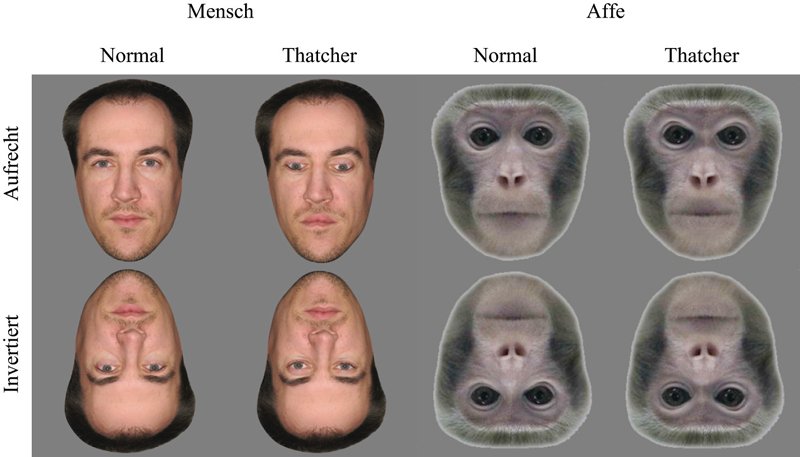 Die Thatcher-Illusion: Es ist schwieriger lokale Veränderungen in einem Gesicht wahrzunehmen wenn dieses auf dem Kopf steht. Hier werden zwei Gesichter eines Individuums gezeigt. Ein Bild ist normal, das andere ist ein deutlich grotesker Anblick bei aufrechter Präsentation, nicht aber, wenn die Gesichter invertiert gezeigt werden. Diese Illusion verschwindet zudem, wenn Gesichter einer anderen Spezies auf die gleiche Weise manipuliert werden (siehe Affengesichter).