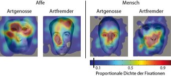 Nur bei unseren Artgenossen richten wir den Blick auf die Augen des Gegenübers. Ist dieser jedoch artfremd, dann schweift unser Blick zu anderen Teilen des Gesichts. Nur bei unseren Artgenossen richten wir den Blick auf die Augen des Gegenübers. Ist dieser jedoch artfremd, dann schweift unser Blick zu anderen Teilen des Gesichts.