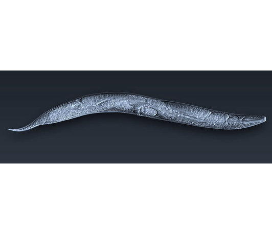 DSSS lecture as part of the 2026 Pristionchus Meeting: Lessons from a galaxy of worms