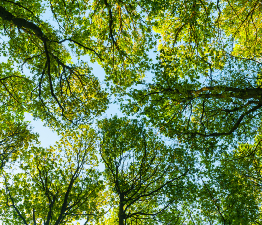 A hands-on workshop on Ecological Graph Theory A hands-on workshop on Ecological Graph Theory